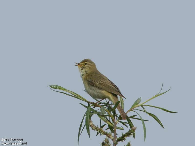 Willow Warbler male adult, pigmentation, song