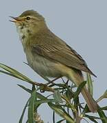 Willow Warbler