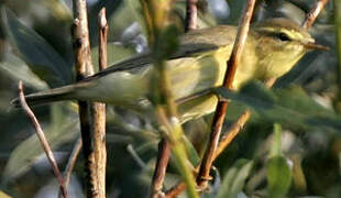 Willow Warbler