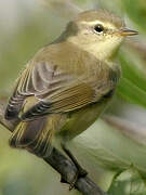 Willow Warbler