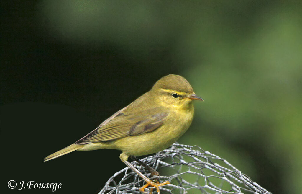 Willow Warblerjuvenile