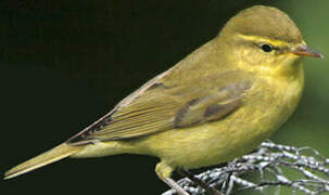 Willow Warbler