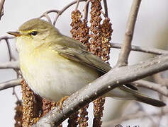 Willow Warbler