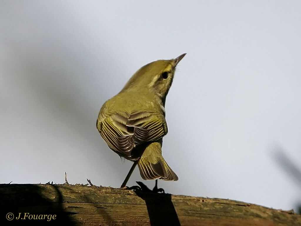 Wood Warbler male adult