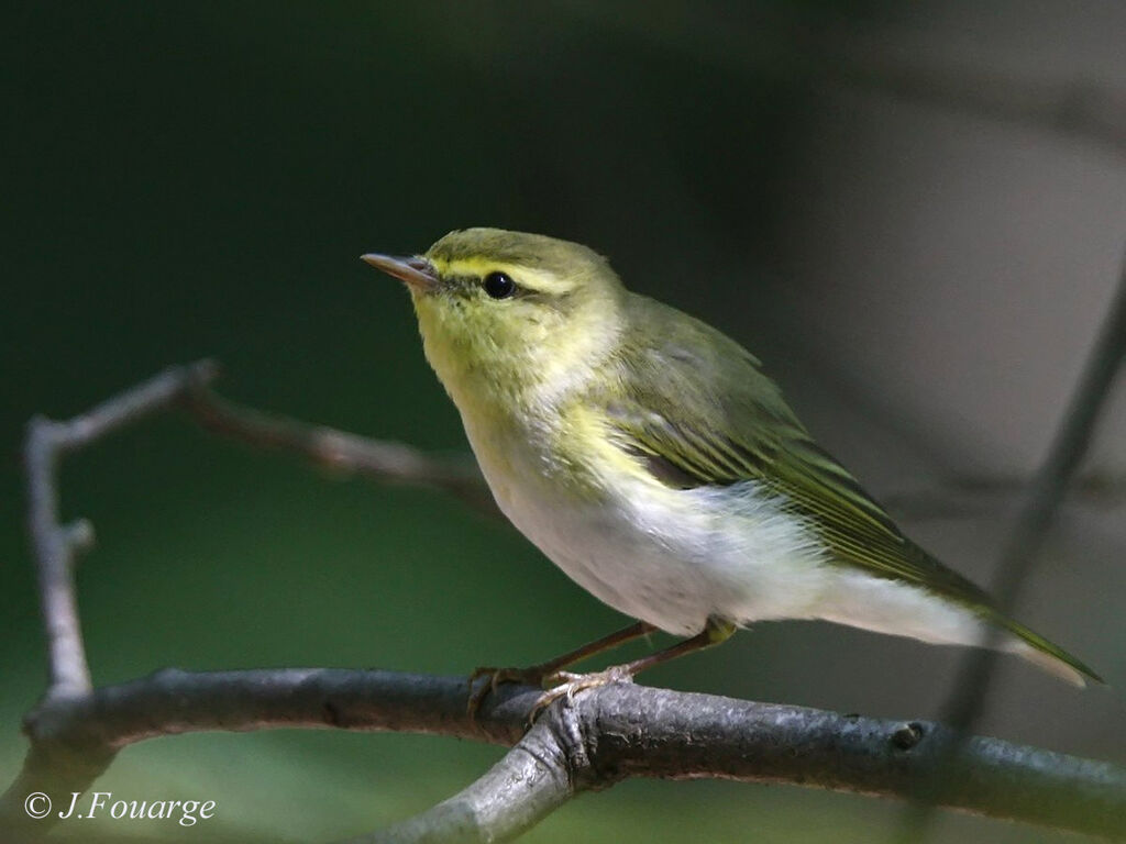 Wood Warbler male adult