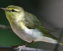 Wood Warbler