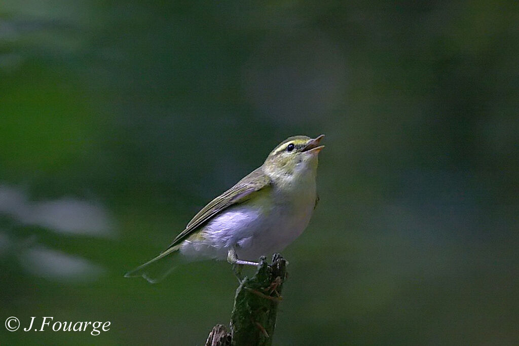 Wood Warbler male adult