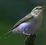 Wood Warbler