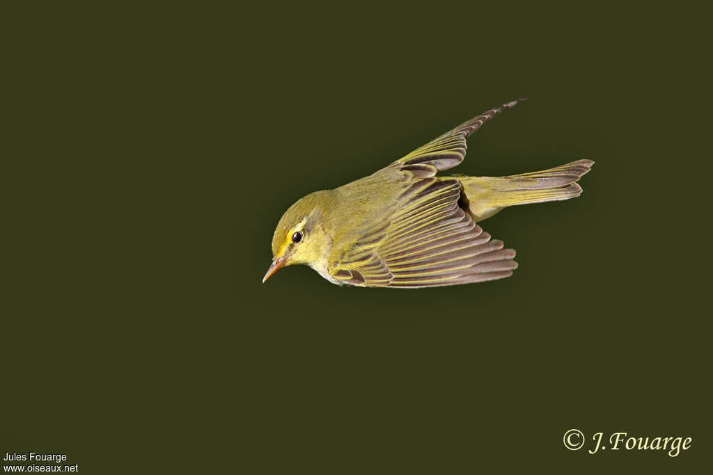 Wood Warbler male adult, Flight, courting display, Behaviour