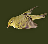 Wood Warbler