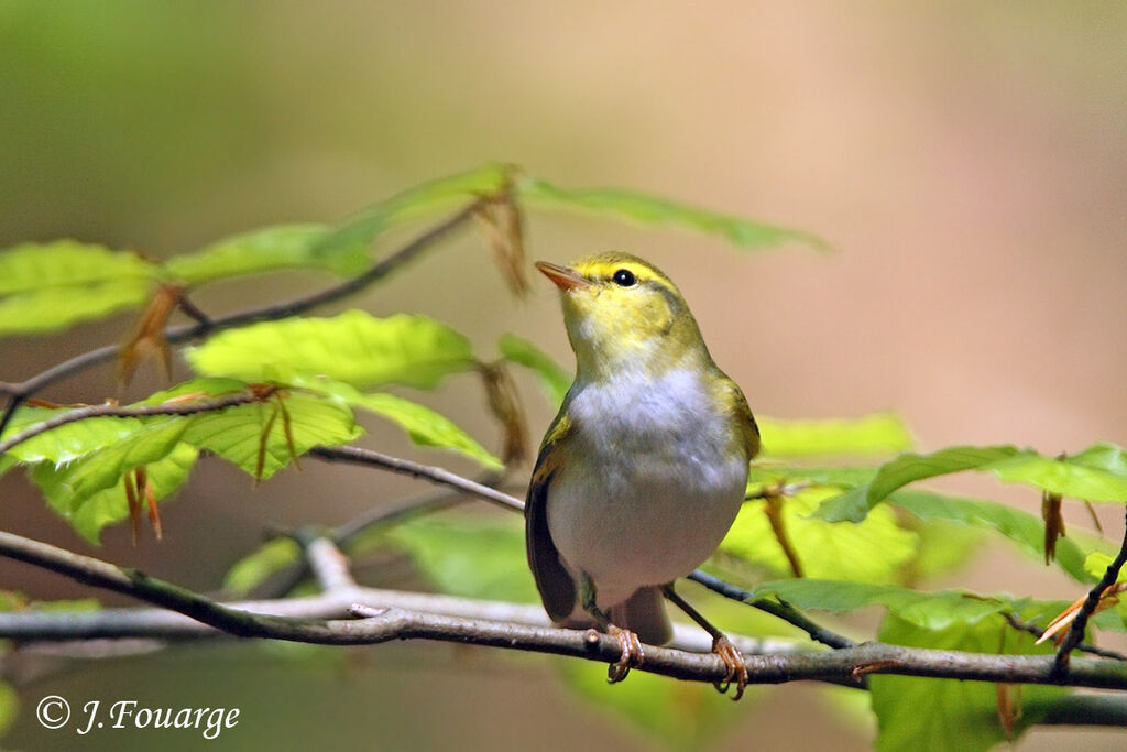 Wood Warbler male adult