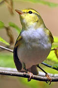 Wood Warbler