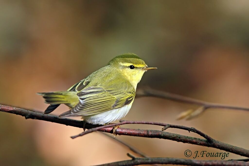 Wood Warbler male adult