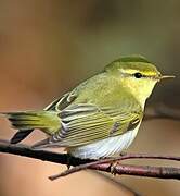 Wood Warbler