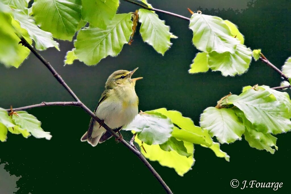 Wood Warbler male adult