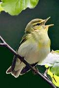 Wood Warbler