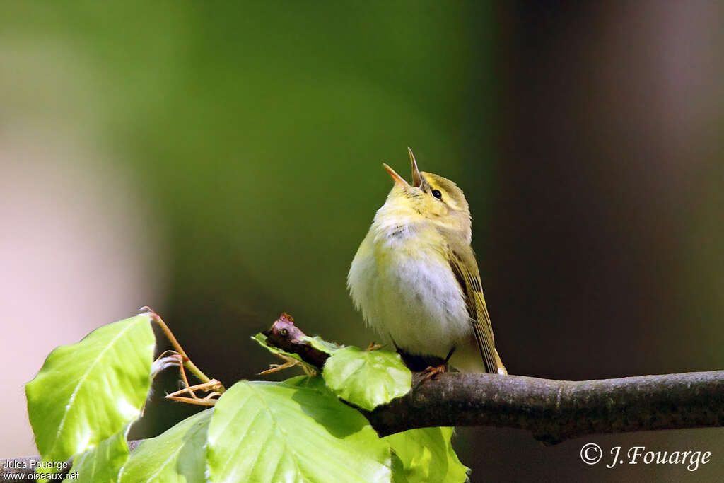 Wood Warbler male adult, song