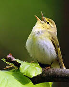 Wood Warbler