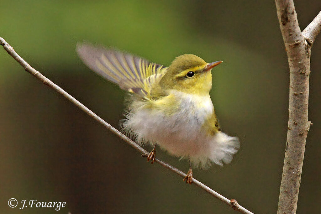 Wood Warbler male adult