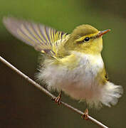 Wood Warbler