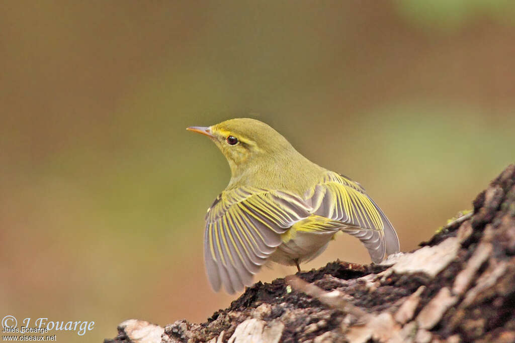 Wood Warbleradult, Behaviour