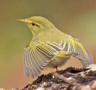 Wood Warbler