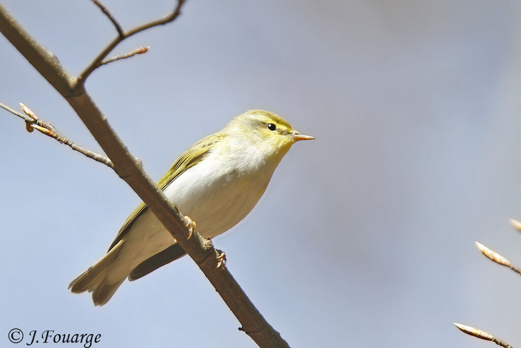 Wood Warbler male adult, identification