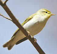 Wood Warbler