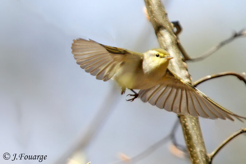 Wood Warbler male adult, identification, Flight, Reproduction-nesting