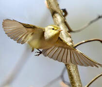 Wood Warbler