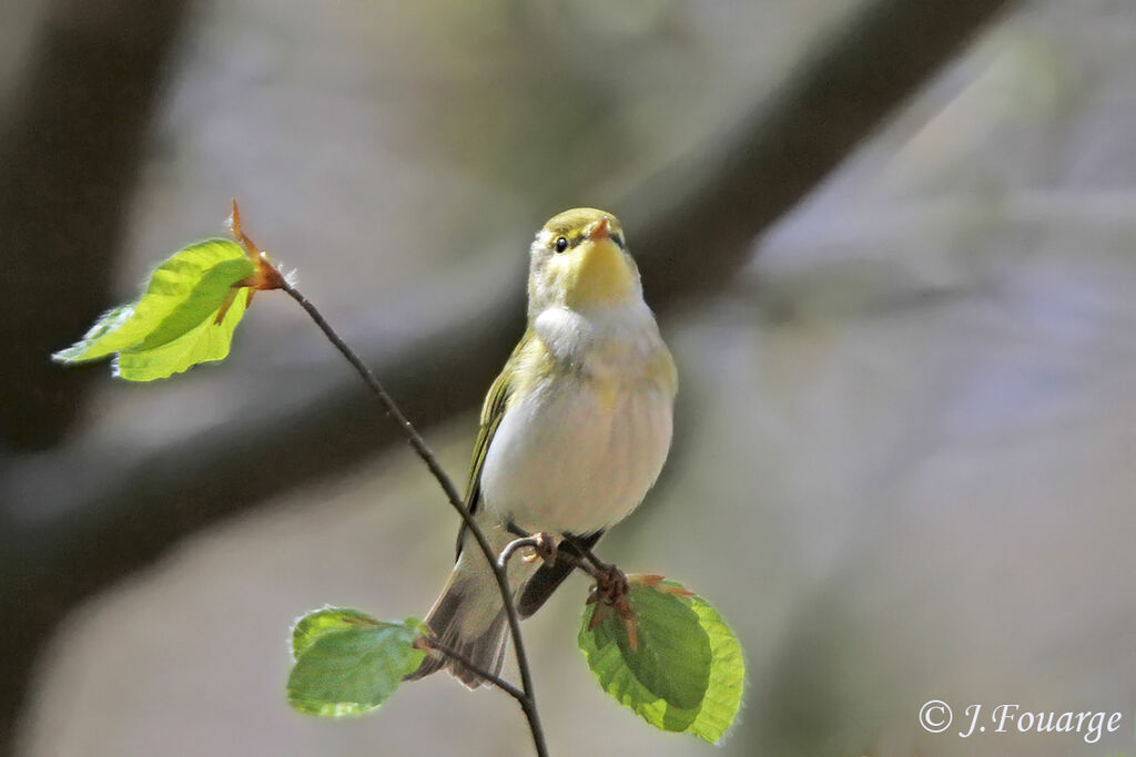 Wood Warbler male adult, identification