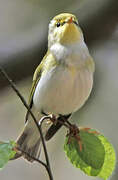 Wood Warbler