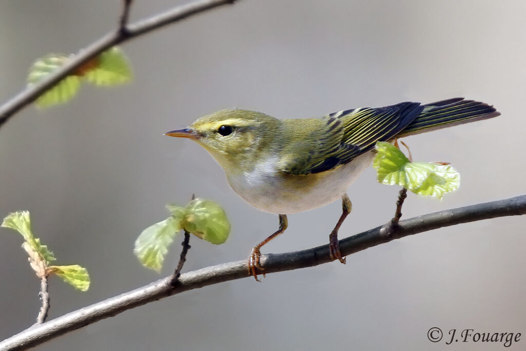 Wood Warbler male adult, identification