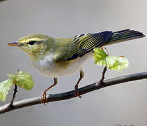 Wood Warbler