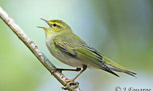 Wood Warbler