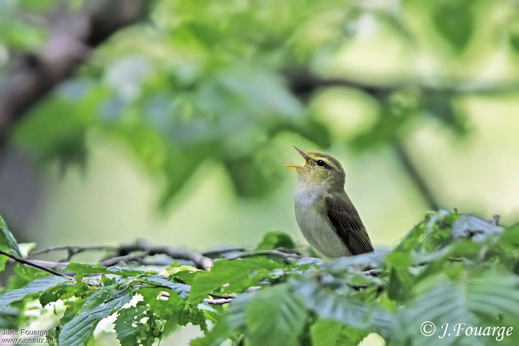 Wood Warbler male adult, song, Behaviour