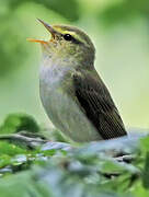 Wood Warbler