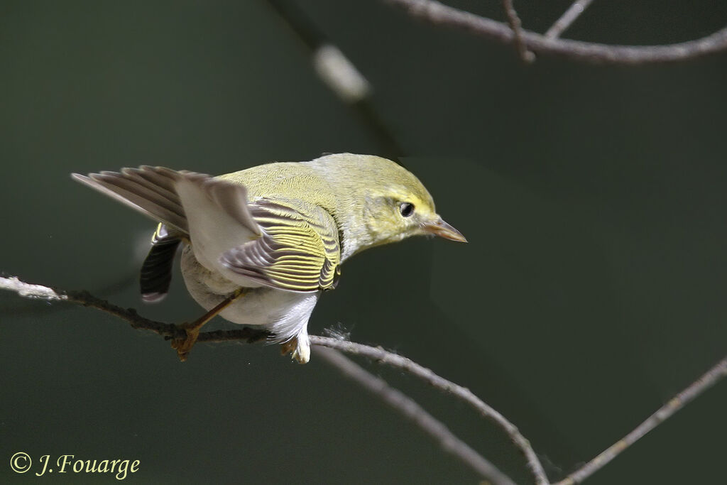 Wood Warbler male adult, identification