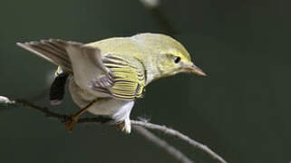 Wood Warbler