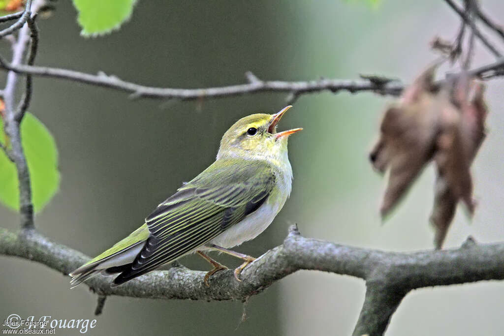 Wood Warbler male adult, song, Behaviour