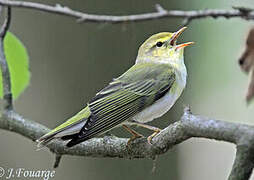 Wood Warbler