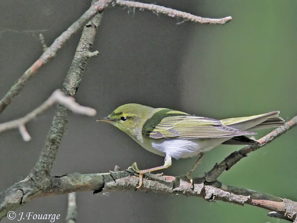 Wood Warbler, identification