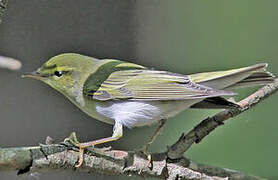 Wood Warbler