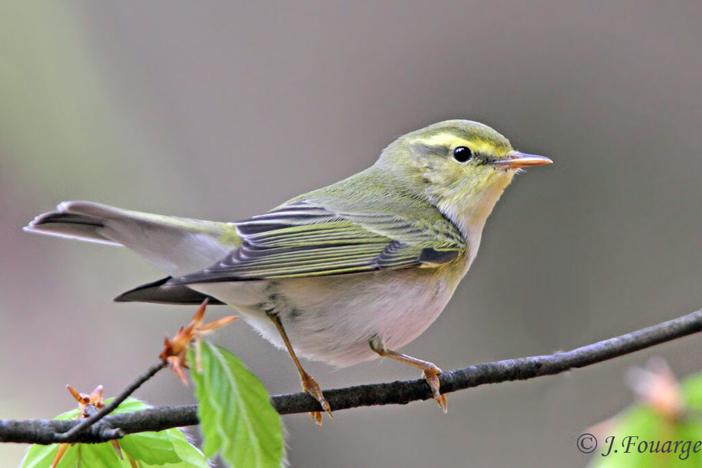 Wood Warbler male adult, identification