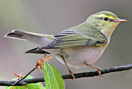 Wood Warbler