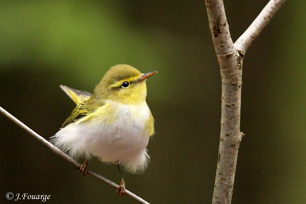 Wood Warbler, identification