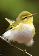 Wood Warbler