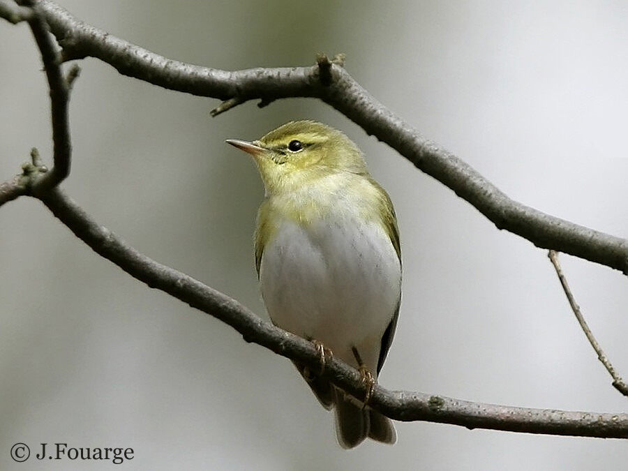 Wood Warbler