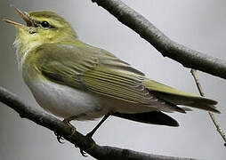 Wood Warbler