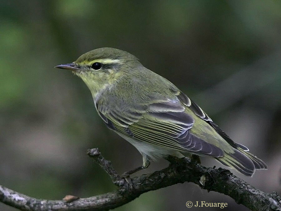 Wood Warbler